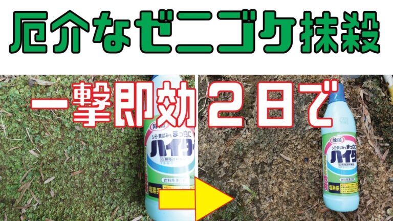 漂白剤を活用した効果的な除草法