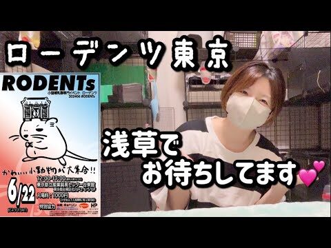 明日の浅草イベントガイド